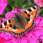 Schmetterling auf Blüte