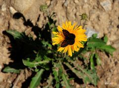 Schmetterling auf Blüte