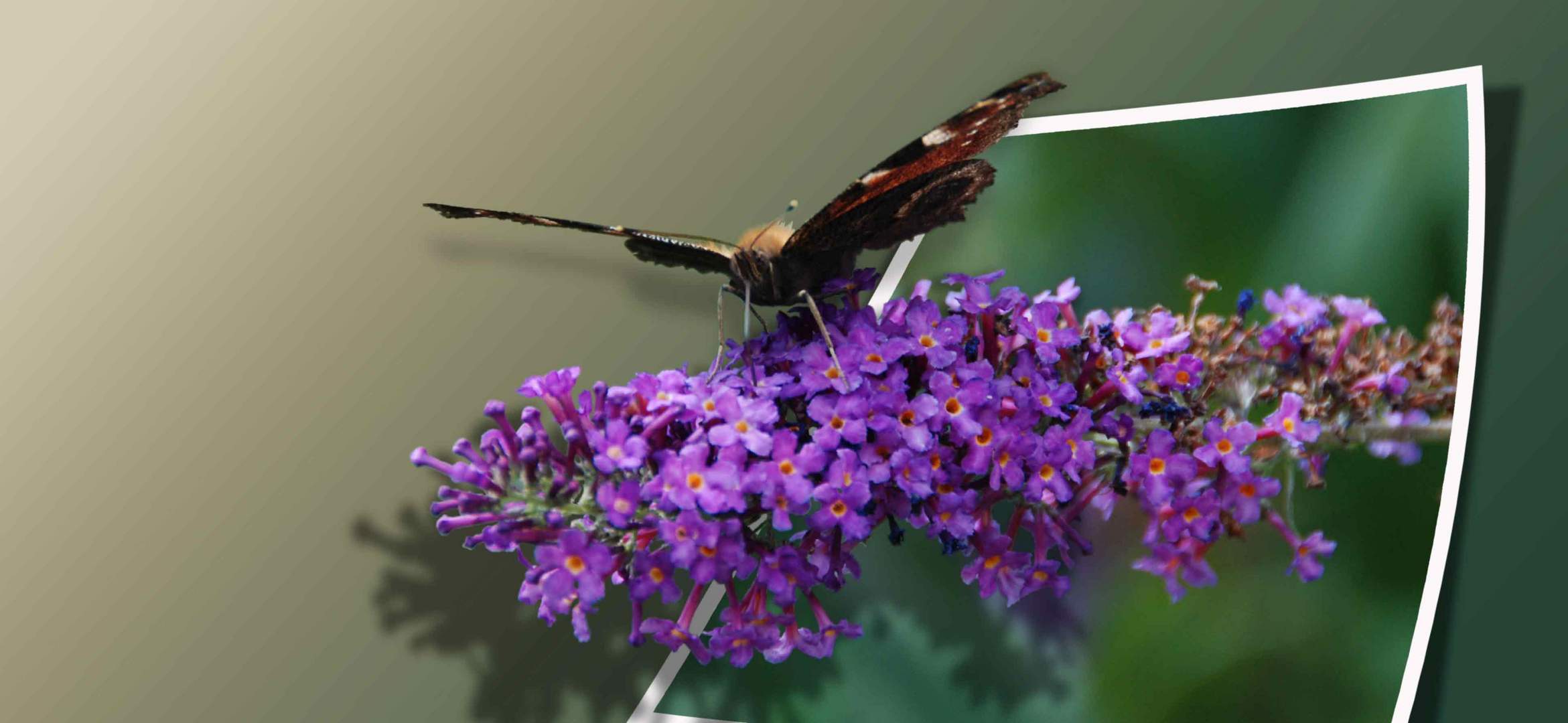 Schmetterling auf Blüte 