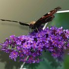 Schmetterling auf Blüte 