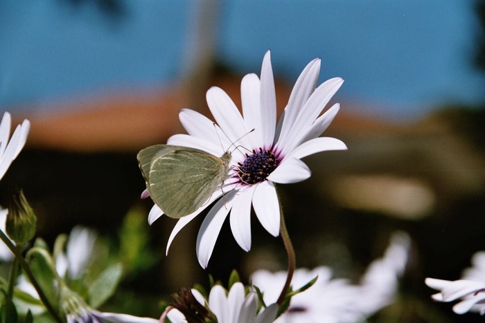 Schmetterling auf Blüte