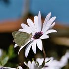 Schmetterling auf Blüte