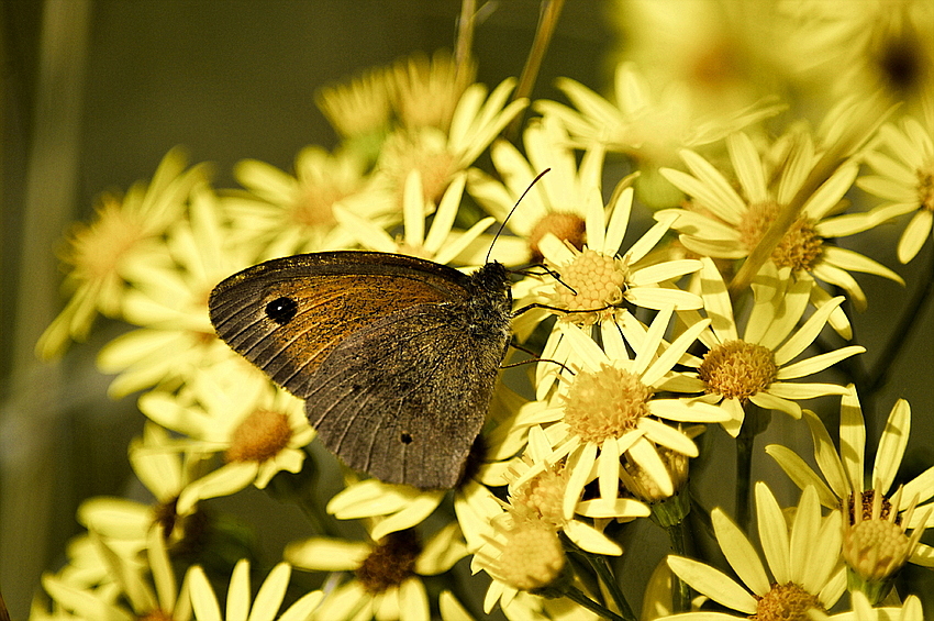 Schmetterling auf Blüte 