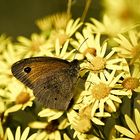 Schmetterling auf Blüte 