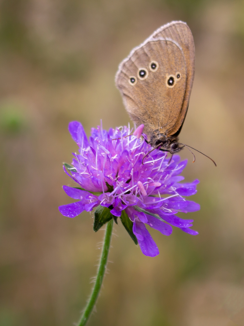 Schmetterling auf Blüte 