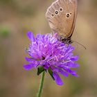 Schmetterling auf Blüte 