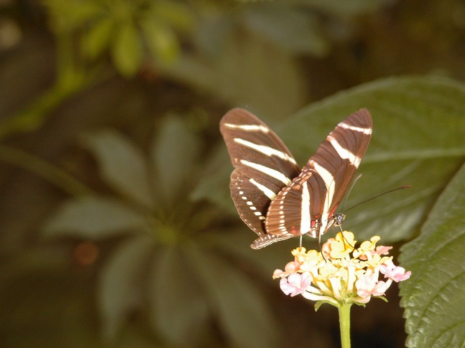 Schmetterling auf Blüte