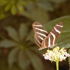 Schmetterling auf Blüte