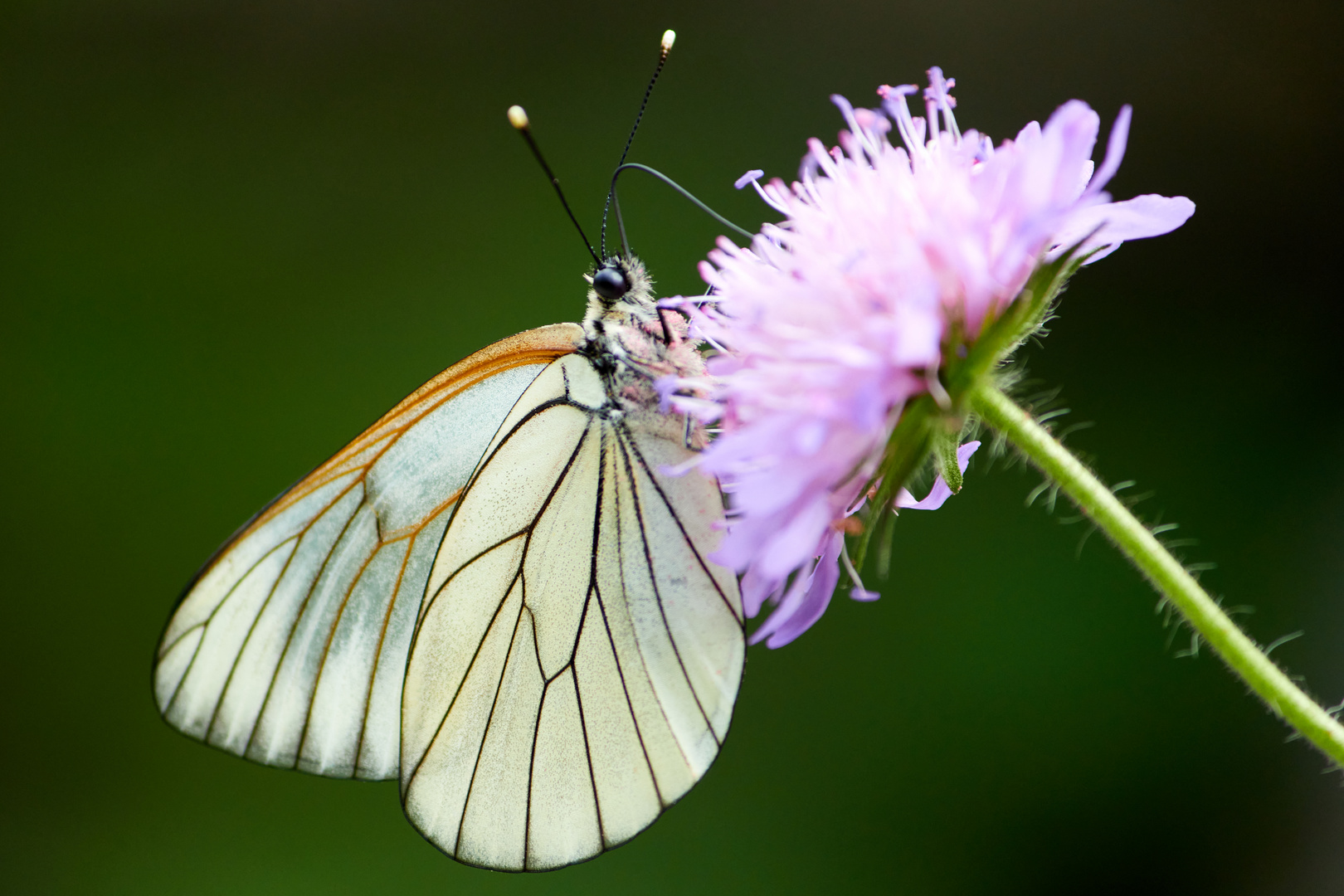 Schmetterling auf Blüte