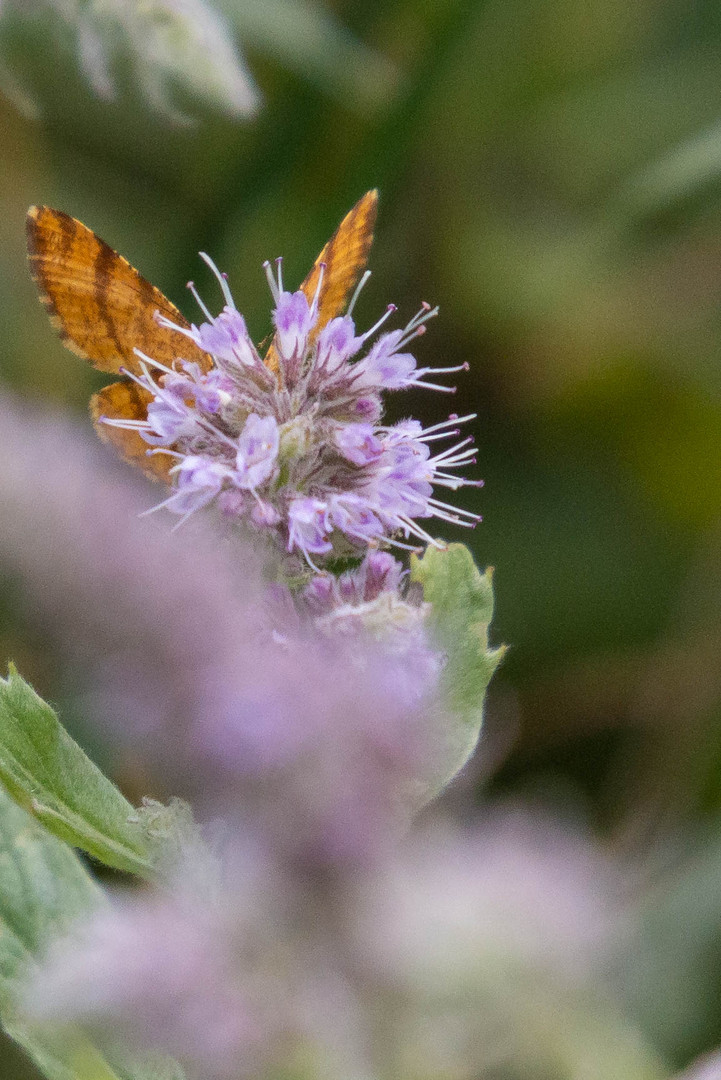 Schmetterling auf Blüte