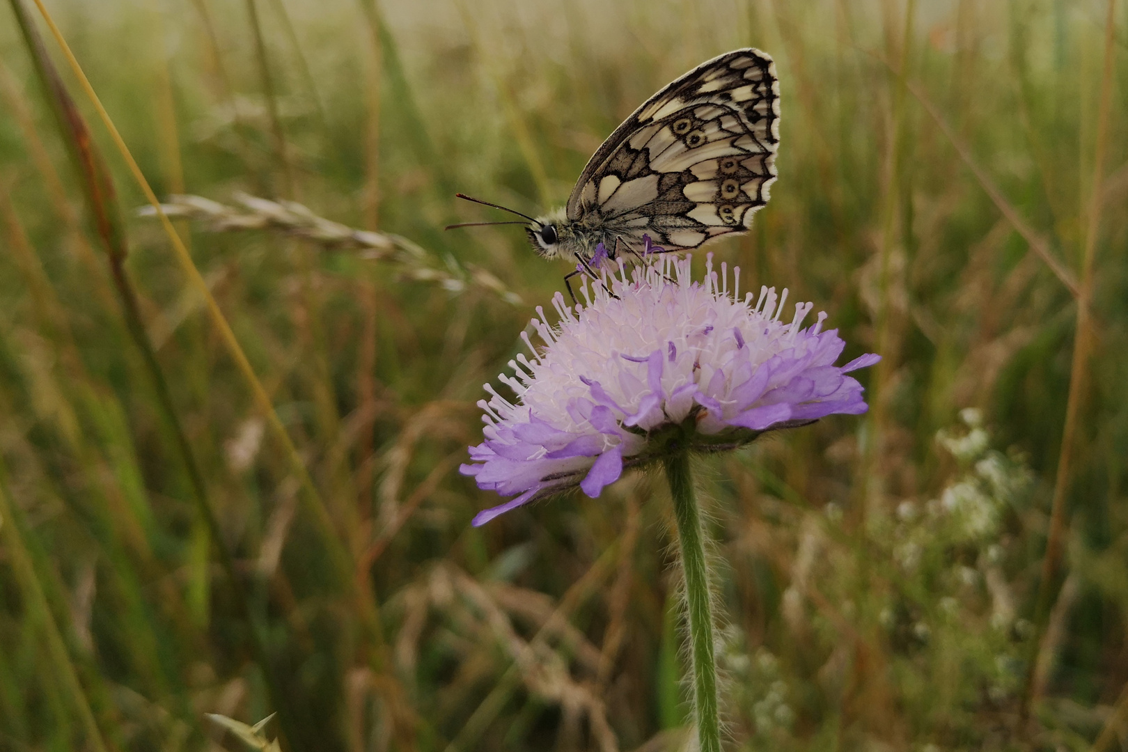 Schmetterling auf Blüte