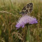 Schmetterling auf Blüte