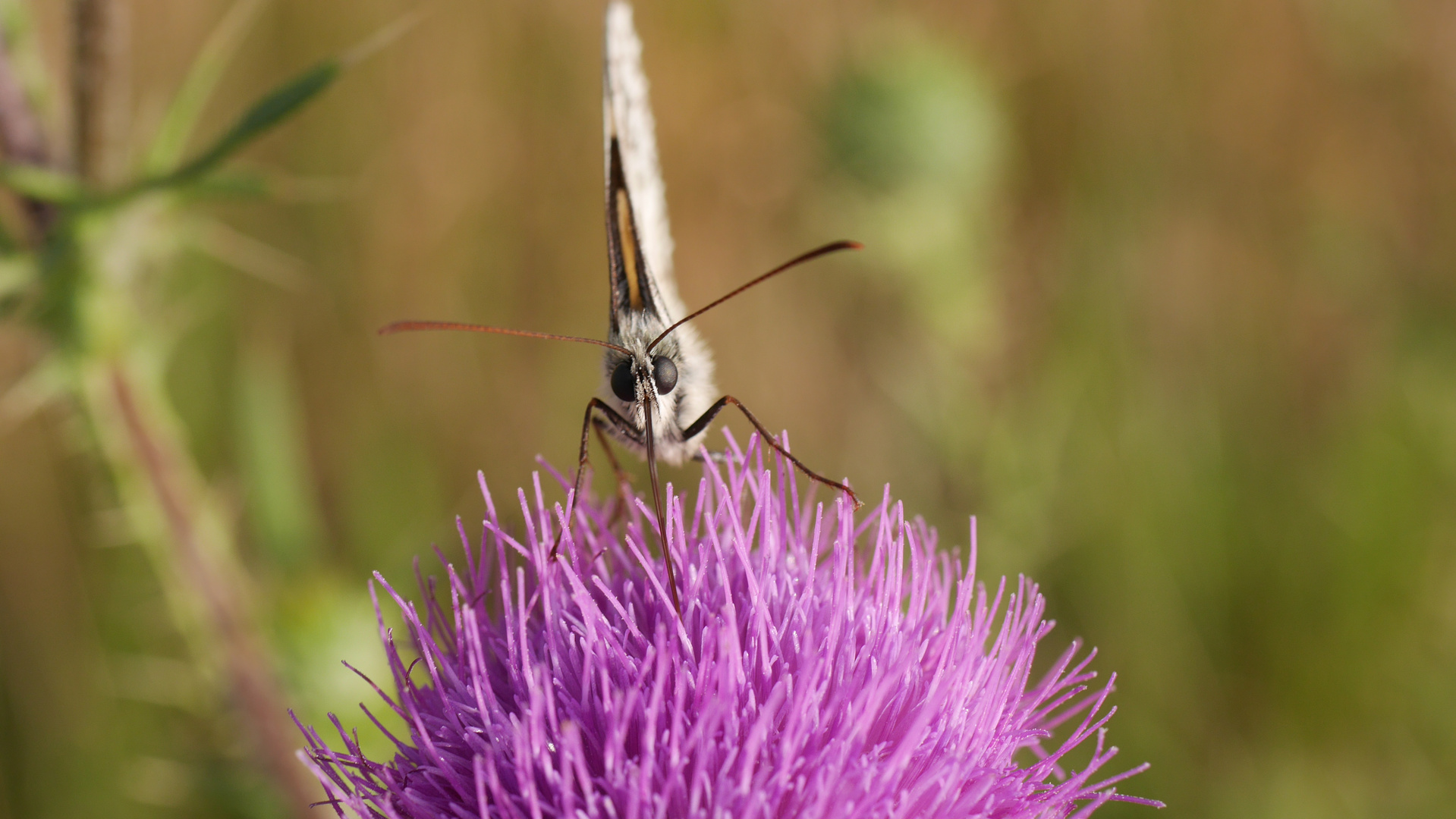 Schmetterling auf Blüte