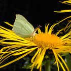 Schmetterling auf Blüte