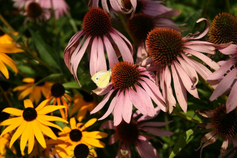 Schmetterling auf Blüte