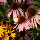 Schmetterling auf Blüte