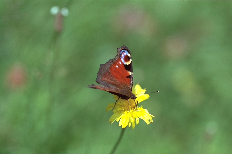 Schmetterling auf Blüte