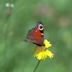 Schmetterling auf Blüte