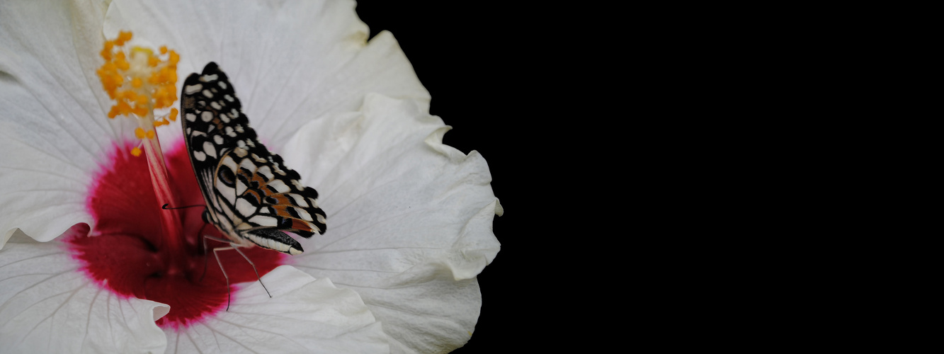 Schmetterling auf Blüte