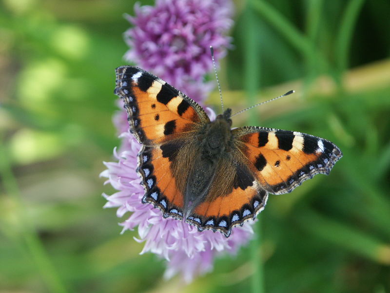 Schmetterling auf Blüte