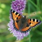 Schmetterling auf Blüte