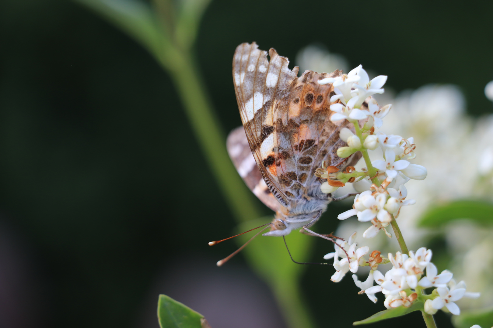 Schmetterling auf Blüte