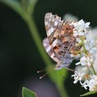 Schmetterling auf Blüte