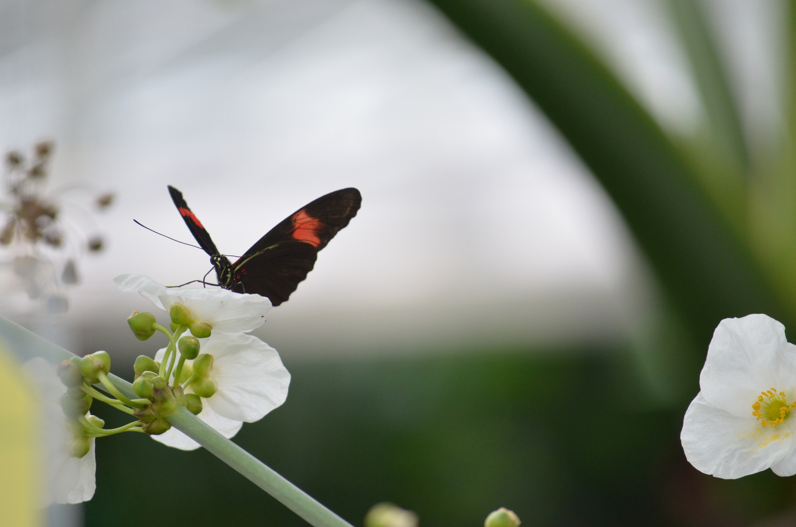 Schmetterling auf Blüte