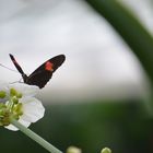 Schmetterling auf Blüte