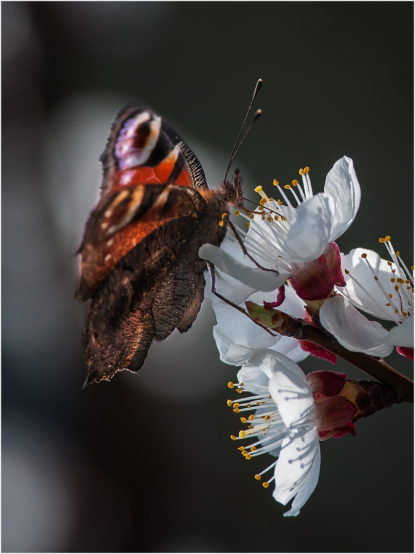 Schmetterling auf Blüte