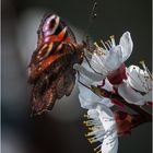 Schmetterling auf Blüte