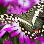 Schmetterling auf Blüte