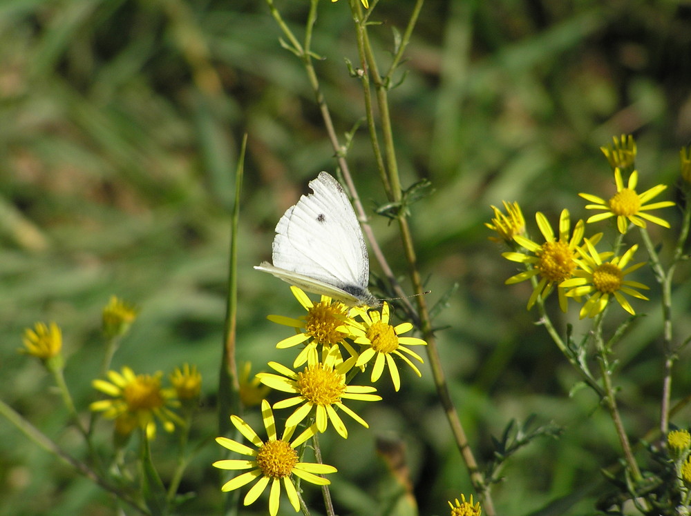 Schmetterling auf Blüte