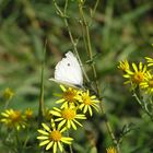 Schmetterling auf Blüte