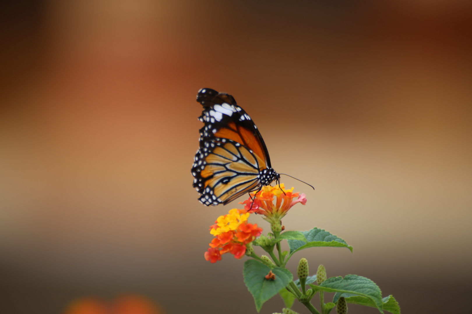 Schmetterling auf Blüte 