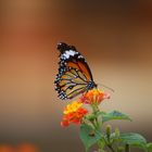 Schmetterling auf Blüte 