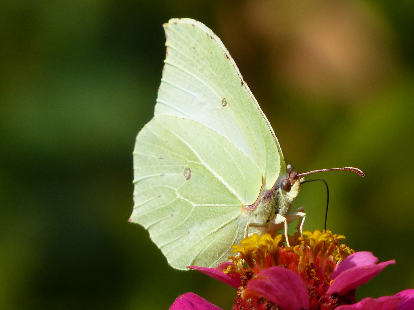 Schmetterling auf Blüte