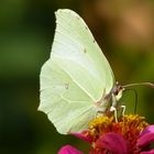 Schmetterling auf Blüte