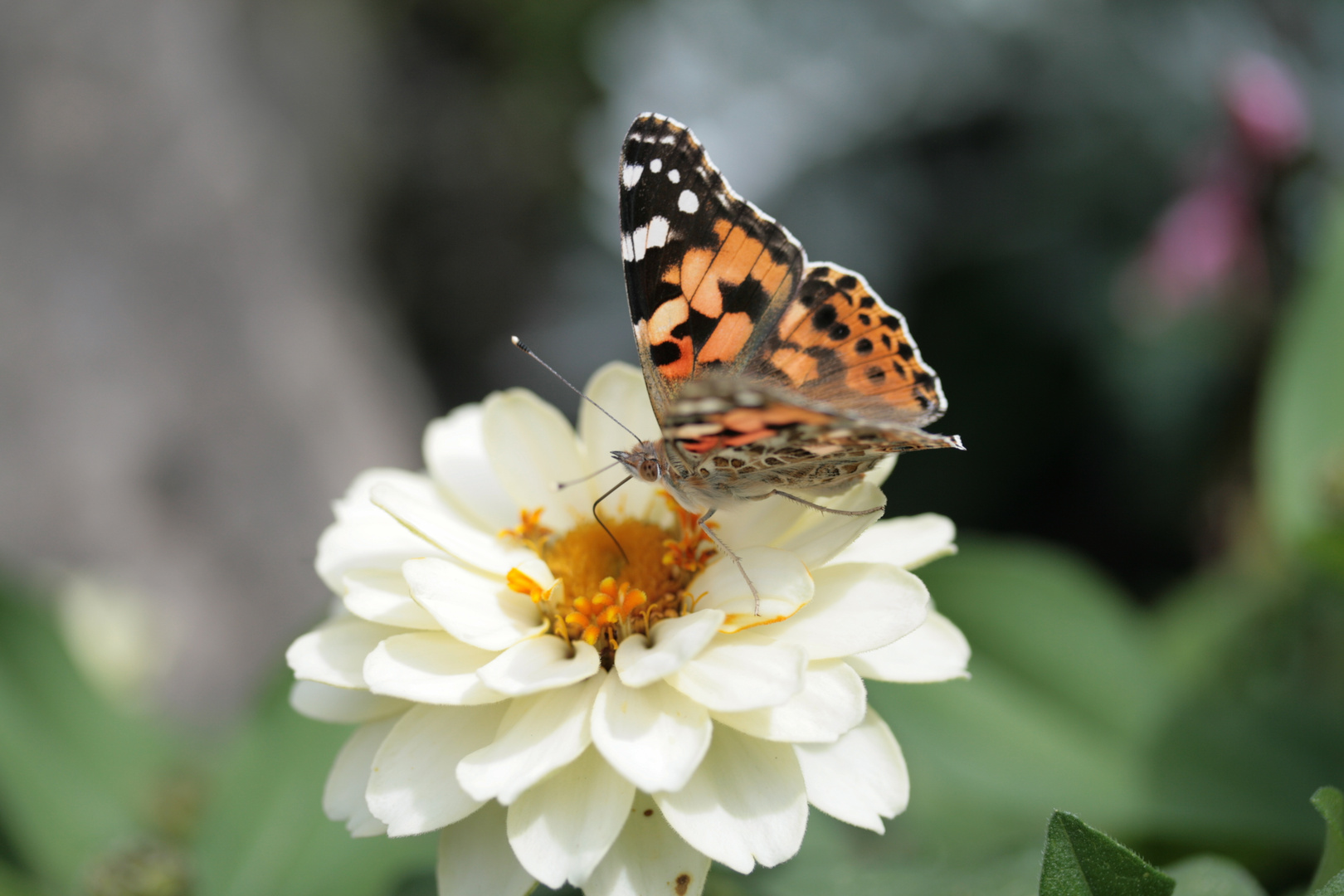 Schmetterling auf Blüte