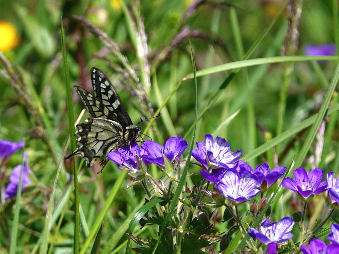 Schmetterling auf Blüte