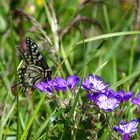 Schmetterling auf Blüte