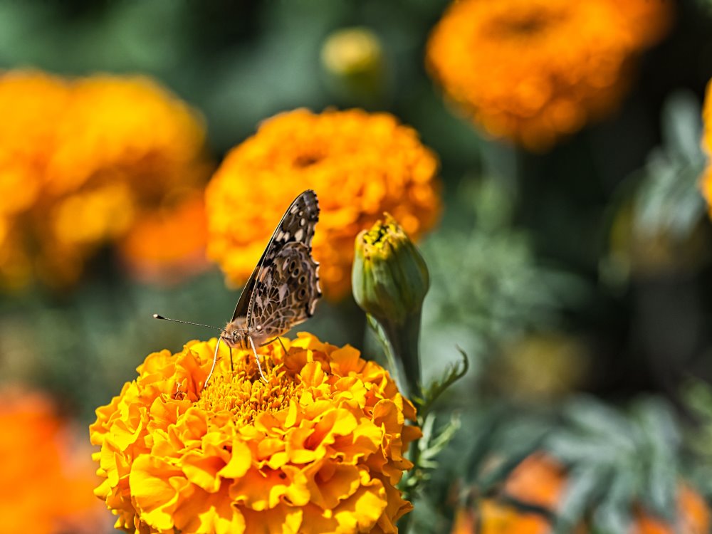 Schmetterling auf Blüte