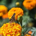 Schmetterling auf Blüte