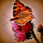 Schmetterling auf Blüte (butterfly on flower)