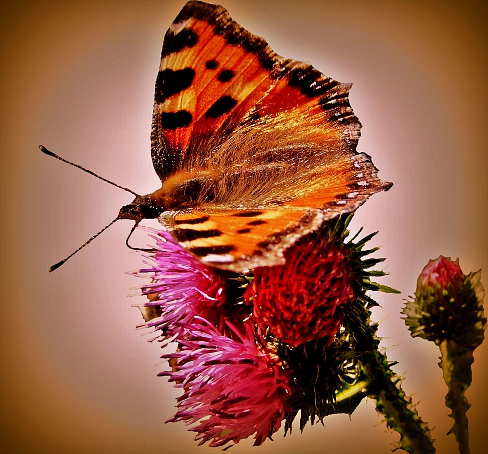 Schmetterling auf Blüte (butterfly on flower)