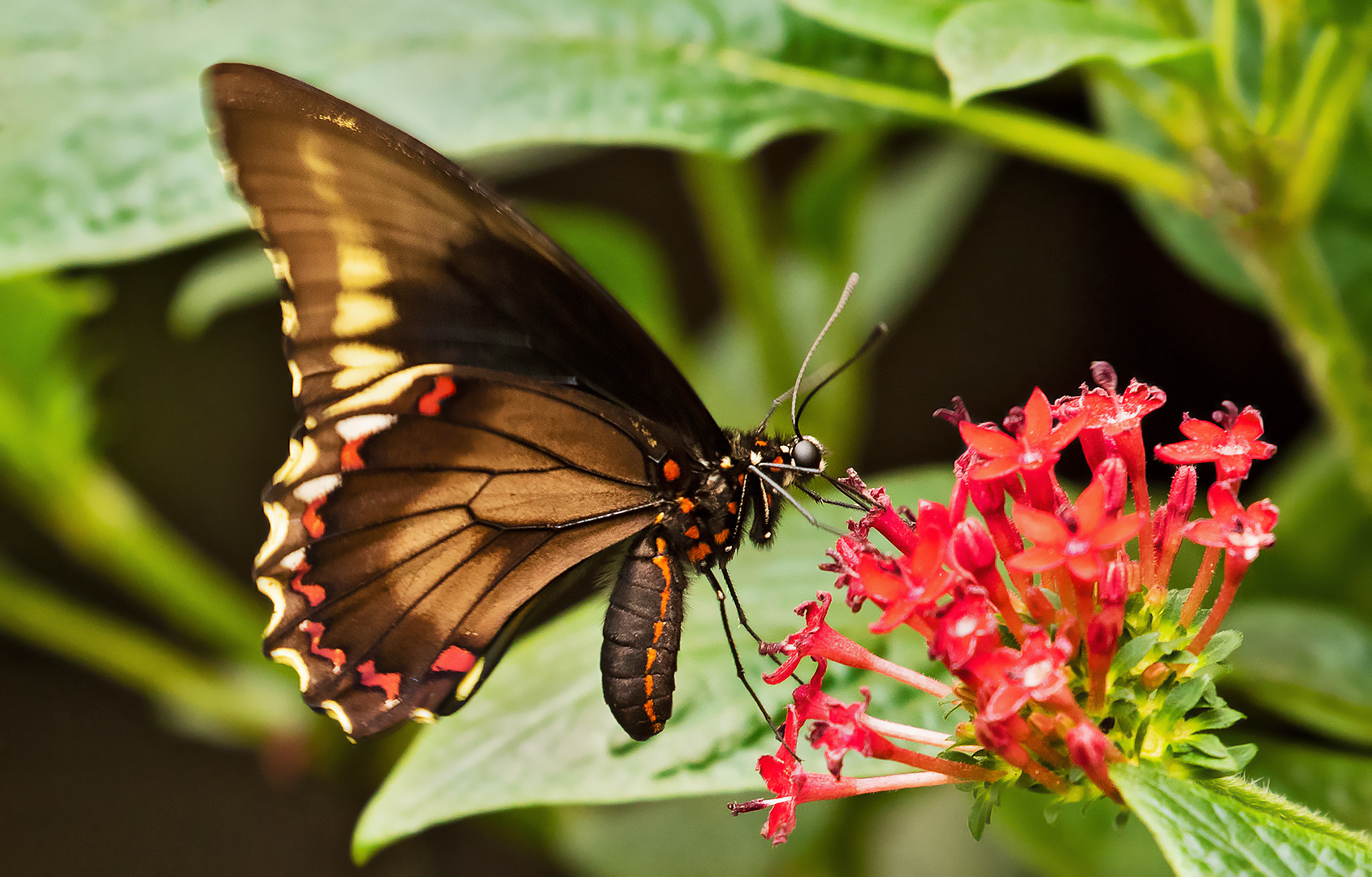 Schmetterling auf Blüte