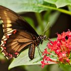 Schmetterling auf Blüte