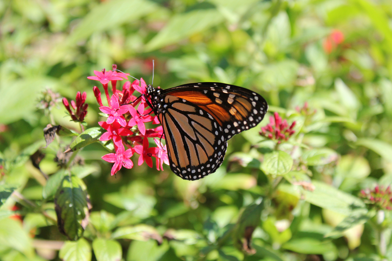 Schmetterling auf Blüte