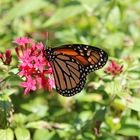 Schmetterling auf Blüte