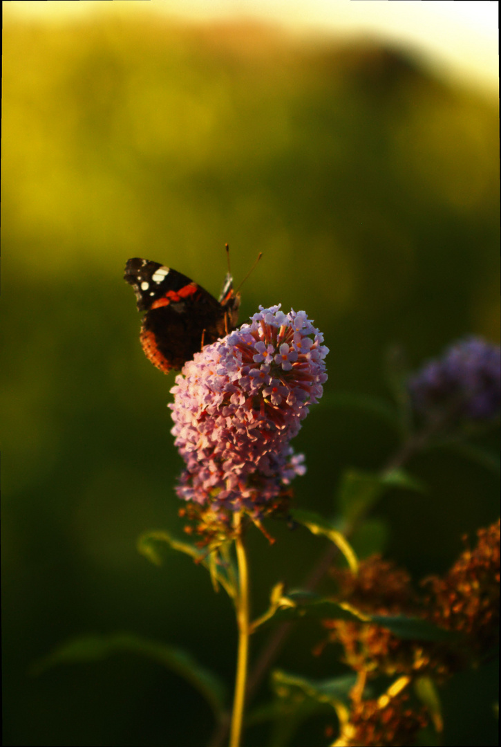 Schmetterling auf Blüte